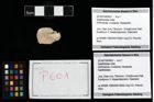 Foto (Objekt + Etikett) von Galatheoidea indet.  (NHMW-GEO-2014-0194-0601)